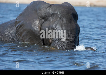 Afrikanischer Elefant Loxodonta Africana teilweise unter Wasser in der Mitte über den Chobe Fluss mit Kopf sichtbar Stockfoto