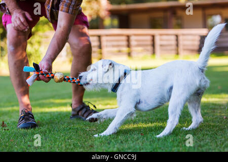 Mann spielt mit seinem Parson Russell Terrier Stockfoto