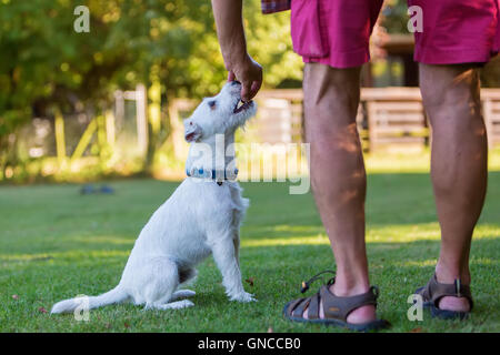 Man trainiert mit seinem Parson Russell Terrier Stockfoto