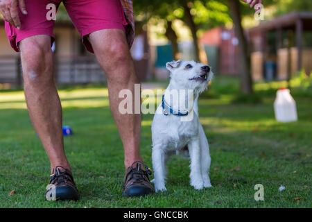 Man trainiert mit seinem Parson Russell Terrier Stockfoto