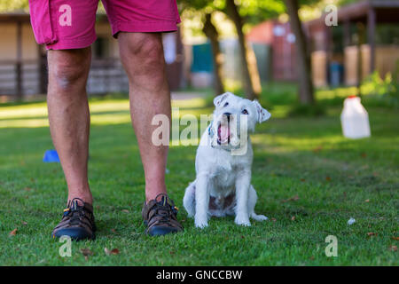 Man trainiert mit seinem Parson Russell Terrier Stockfoto