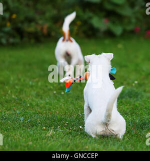 zwei Parson Russell Terrier spielen im Garten Stockfoto