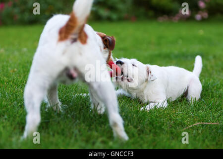 zwei niedliche Parson Russell Terrier kämpfen für ein Spielzeug auf der Wiese Stockfoto