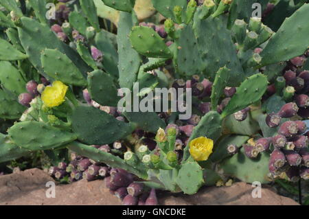 Blühten Opuntia stricta Stockfoto