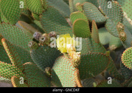 Blumige Opuntia microdasys Stockfoto