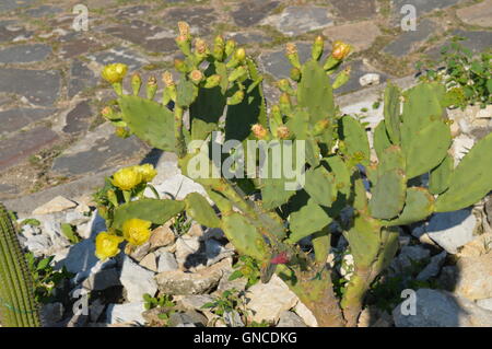 Blumige Opuntia Stricta oder Stachelige Birne Stockfoto
