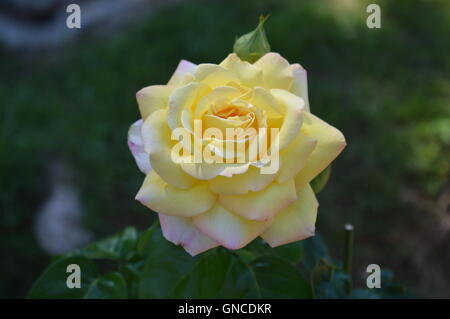 Rosa 'Madame A. Meilland' oder The Peace rose Stockfoto