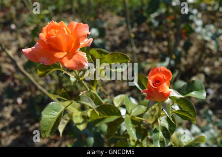 Teehybride, großblütige Rose 'Botschafter' Stockfoto