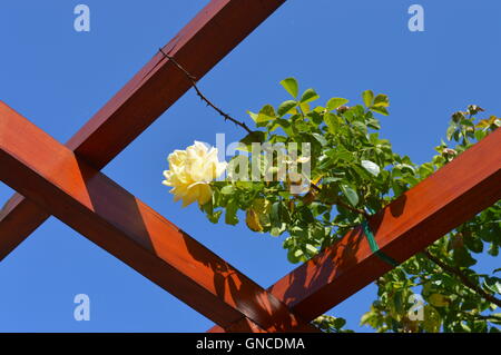 Hybride Tee großblütige Rose "Glorius" Stockfoto