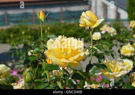 Großblütige Rose "Glorius" Stockfoto