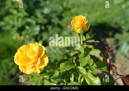 Teehybride, großblütige Rose "Glorius" Stockfoto