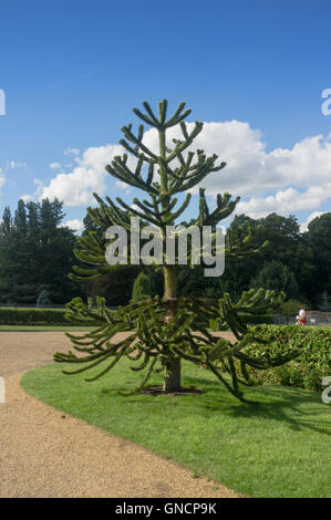 Araucaria Araucana gemeinhin als Monkey Puzzle Tree, Monkey Tail Baum, chilenische Kiefern wachsen auf dem Gelände des Witley Gericht Stockfoto