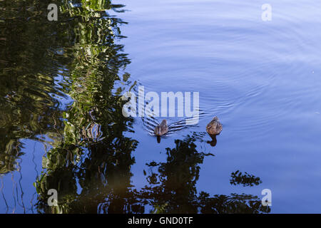 Zwei Enten schwimmen auf dem ruhigen Fluss mit blauem Himmel und grünen Blätter Reflexion Stockfoto