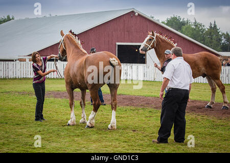 Prince Edward Island, Kanada, Aug 27,2016. Konkurrenten auf der Prince Edward Island Pflügen Match & Agricultural Fair zeigen Stockfoto