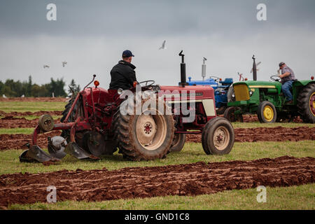 Prince Edward Island, Kanada, Aug 27,2016. Konkurrenten auf der Prince Edward Insel Pflügen Match & Landwirtschaftsmesse Stockfoto