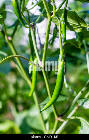 frische grüne Chilis am Baum im Garten Stockfoto