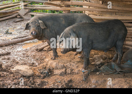 Schwarze Schweine im Stall. Stockfoto
