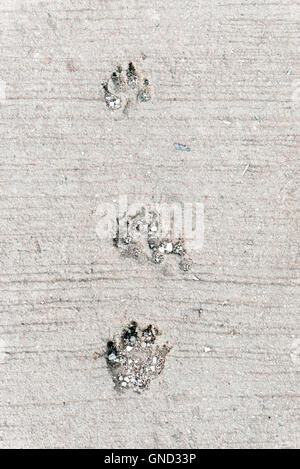 Hund-Fußdruck, dieses Bild bieten Platz für Text. Vertikale. Stockfoto