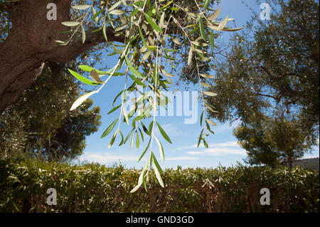 Olive Tree Branch Detail mit einigen grünen Oliven bereit für Sammlung blauen Himmel im Hintergrund Stockfoto