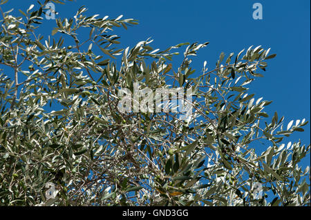 Olive Tree Branch Detail mit einigen grünen Oliven bereit für Sammlung blauen Himmel im Hintergrund Stockfoto