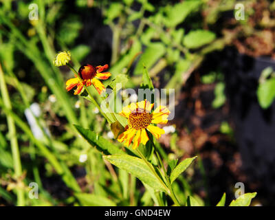 Helenium Hoopesii (Sneezeweed) Stockfoto
