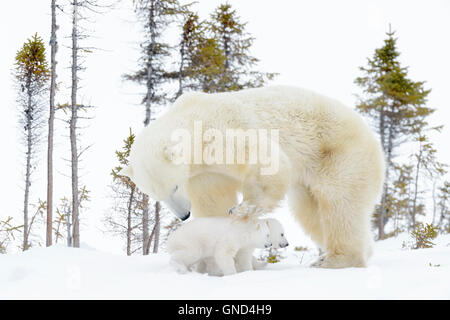 Eisbär-Mutter (Ursus Maritimus) stehend auf Tundra mit zwei neugeborenen Jungen, Wapusk-Nationalpark, Manitoba, Kanada Stockfoto