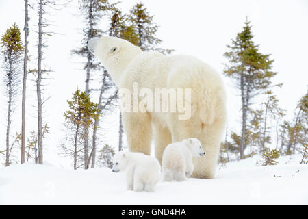 Eisbär-Mutter (Ursus Maritimus) stehend auf Tundra mit zwei neugeborenen Jungen, von hinten, Wapusk-Nationalpark, Manitoba, Cana Stockfoto