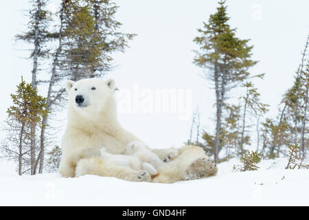 Eisbär-Mutter (Ursus Maritimus) sitzen und Fütterung zwei Neugeborene jungen, Wapusk-Nationalpark, Manitoba, Kanada Stockfoto