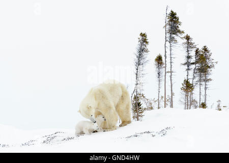 Eisbär-Mutter (Ursus Maritimus) mit zwei jungen in Tundra, Wapusk-Nationalpark, Manitoba, Kanada Stockfoto