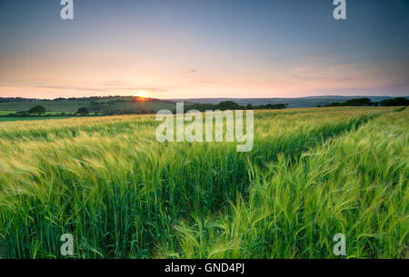 Sonnenuntergang über einem Feld von üppigen grünen Gerste in der kornischen Landschaft Stockfoto