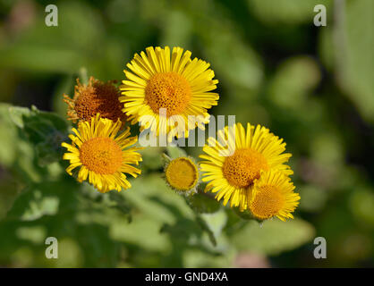 Gemeinsame oder falsche Berufkraut Wiese - Pulicaria Dysenterica Stockfoto