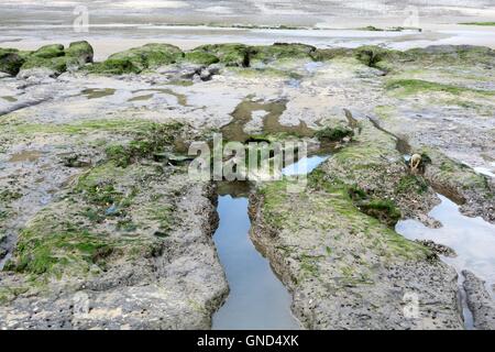 Versunkene Wald ausgesetzt Om Marros Strand bei Ebbe Pembrokeshire Wales Stockfoto