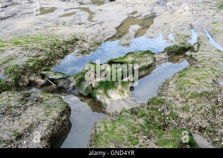 Versunkene Wald ausgesetzt Om Marros Strand bei Ebbe Pembrokeshire Wales Stockfoto