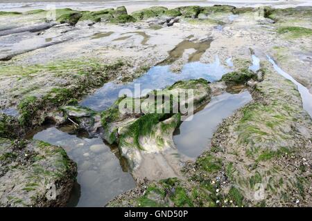 Versunkene Wald ausgesetzt Om Marros Strand bei Ebbe Pembrokeshire Wales Stockfoto