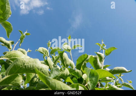 Grünes Wachstum und blauer Himmel. Zweige der Apfelbaum nach oben, immer der Sonne entgegen. Natur-Detail mit Exemplar. Stockfoto