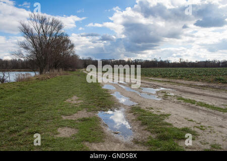 Winter Spätzeit. Grass und wieder grün, Bäume noch ohne Laub. Pfützen nach die Nacht regen reflektierenden bewölkten Himmel. Stockfoto