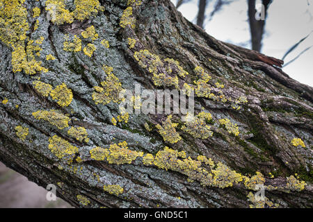 Grüne und gelbe Farbe der Flechten auf dem Stamm eines alten Baumes abgelehnt. Stockfoto