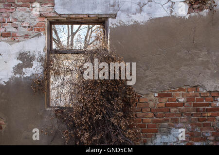 Alte beschädigte Mauer von einem verlassenen Haus. Rahmen eines ehemaligen Fensters. Trocknen Sie Kletterpflanzen im Fenster. Stockfoto