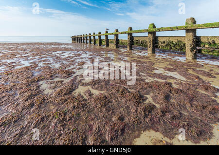 Strand bei Ebbe durch eine hölzerne groyne in Seetang bedeckt. Stockfoto