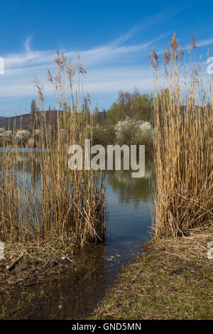 See in Sur, in der Nähe von Bratislava, Slowakei im zeitigen Frühjahr. Hohe Gräser rund um den See. Reflexion eines Himmels und Blüte Stockfoto