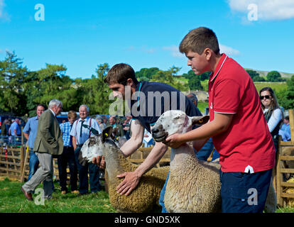 Schafe am Reeth Show, Swaledale, Yorkshire Dales National Park, North Yorkshire, England UK beurteilt wird Stockfoto