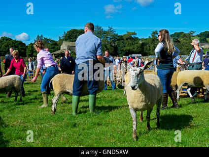 Schafe am Reeth Show, Swaledale, Yorkshire Dales National Park, North Yorkshire, England UK beurteilt wird Stockfoto