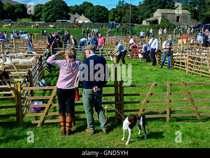 Schafe am Reeth Show, Swaledale, Yorkshire Dales National Park, North Yorkshire, England UK beurteilt wird Stockfoto