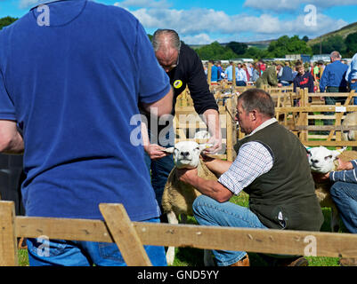 Schafe am Reeth Show, Swaledale, Yorkshire Dales National Park, North Yorkshire, England UK beurteilt wird Stockfoto