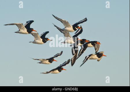 Trauerschnäpper Austernfischer (Haematopus Longirostris) Stockfoto