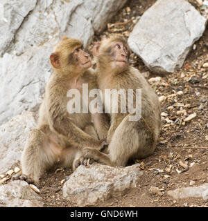 Berberaffe (Macaca Sylvanus) in Gibraltar Stockfoto