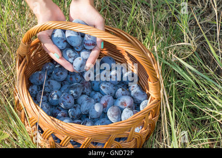 Personen-Hände, frische gepflückte Pflaumen in den Korb Stockfoto