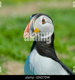 Papageitaucher (Fratecula Arctica) auf Skomer Island in Pembrokeshire Stockfoto