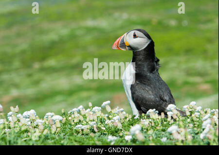 Papageitaucher (Fratecula Arctica) auf Skomer Island in Pembrokeshire Stockfoto