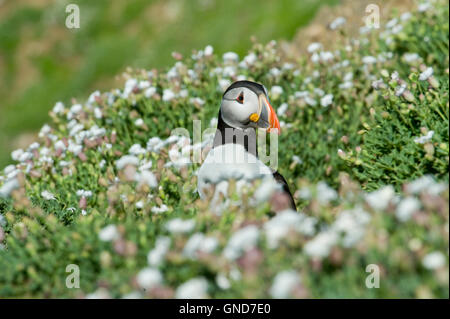 Papageitaucher (Fratecula Arctica) auf Skomer Island in Pembrokeshire Stockfoto